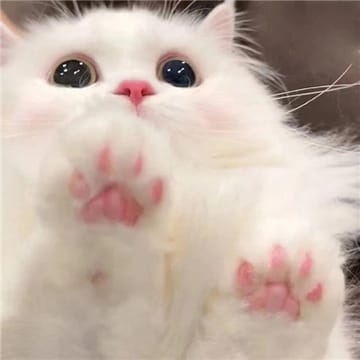 Avatar người dùng Amit